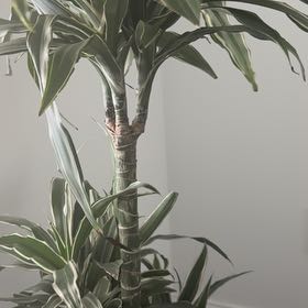 Photo of the plant species Warneckii Compacta by @PumpedupPecan46 named Aria on Greg, the plant care app