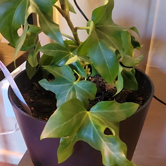Photo of the plant species Pia Tree Ivy by @AliveSuriana58 named Daphne on Greg, the plant care app