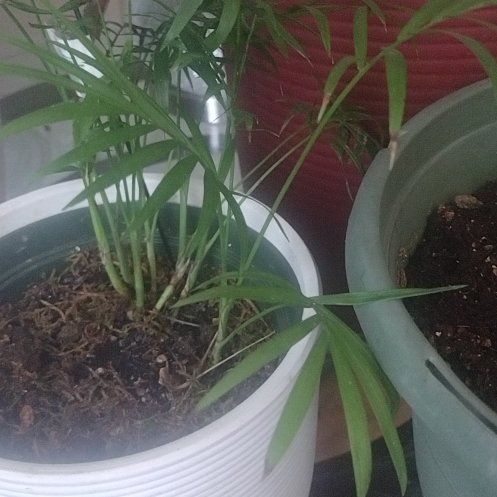 Photo of the plant species Varigated Parlour Palm by @InfiniteCentro named Ashley on Greg, the plant care app