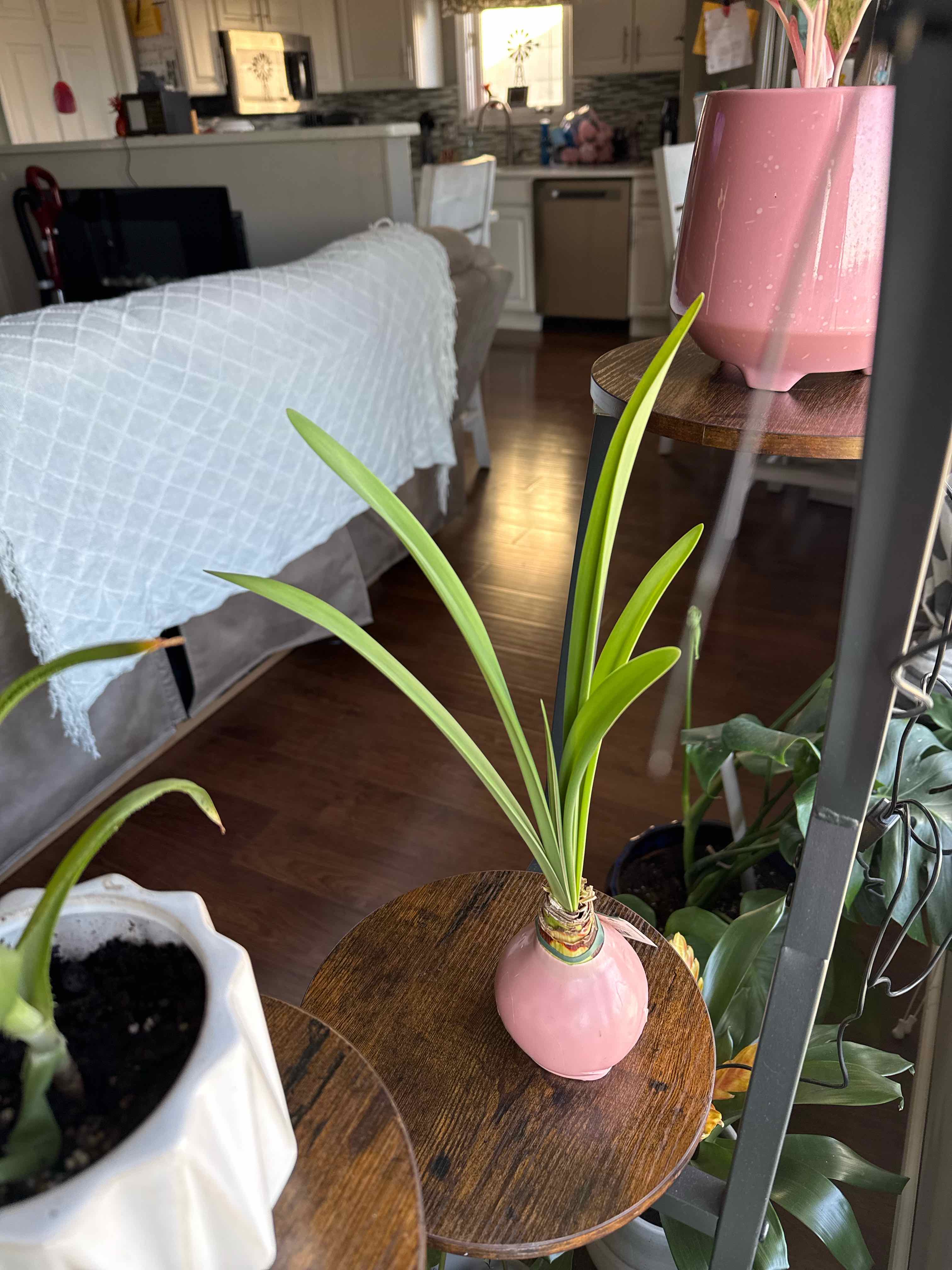 Photo of the plant species Waxed Ameryllis by @tkgreenthumb named RaeLeigh on Greg, the plant care app