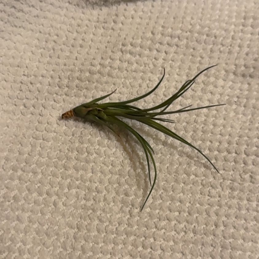 Photo of the plant species Tillandsia melanocrater by @BriskFeverfew50 named Dax on Greg, the plant care app