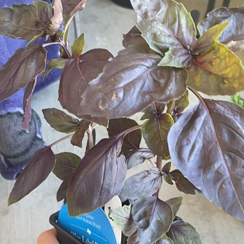 Photo of the plant species Red Rubin Basil by @LegitFern66 named James Dean on Greg, the plant care app
