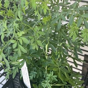 Photo of the plant species Fringed Rue by @LegitFern66 named Fernie Mercury on Greg, the plant care app