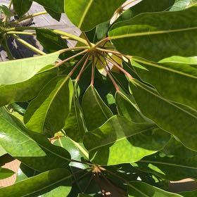Photo of the plant species Octopus Tree by Rosa named Ulysses S Plant on Greg, the plant care app