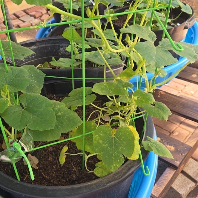 Photo of the plant species Spaghetti Squash by @AffableRose27 named Lavender on Greg, the plant care app