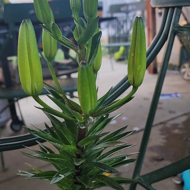 Photo of the plant species asiatic lily by @GemOrrisroot77 named Mu (Matris Ursidae) on Greg, the plant care app