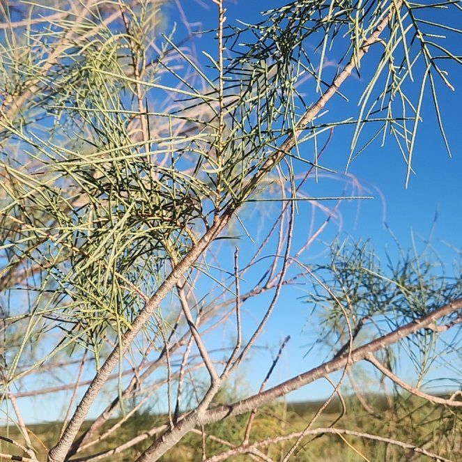 Photo of the plant species Mexican Palo Verde by @GiftedCarrot70 named Fernie Mercury on Greg, the plant care app