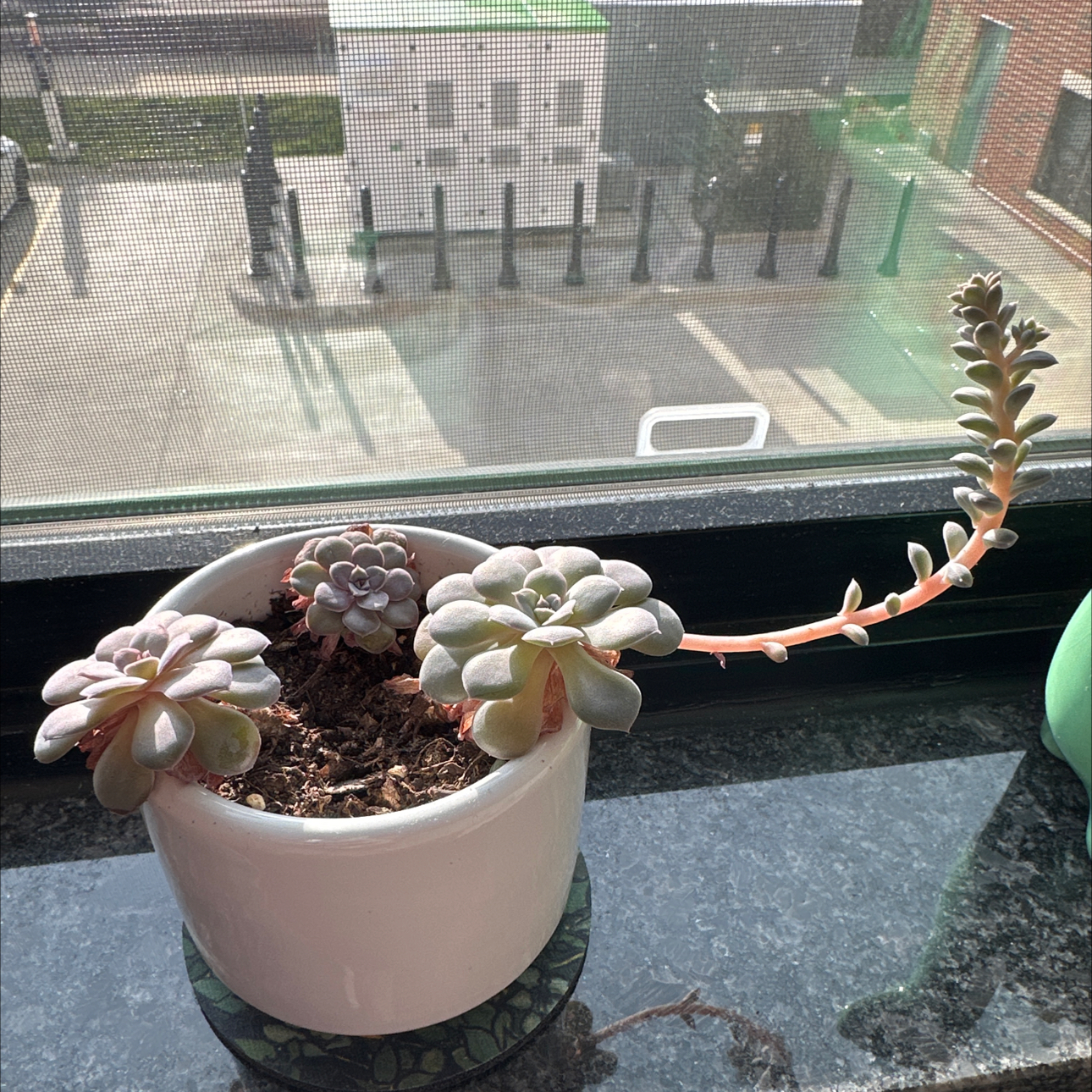 Potted Graptopetalum succulent on a windowsill with visible soil.
