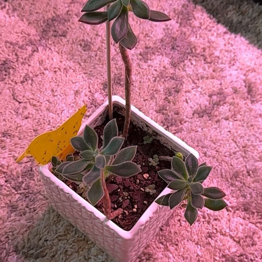 Potted Plush Plant with green leaves in a white pot on a textured surface.