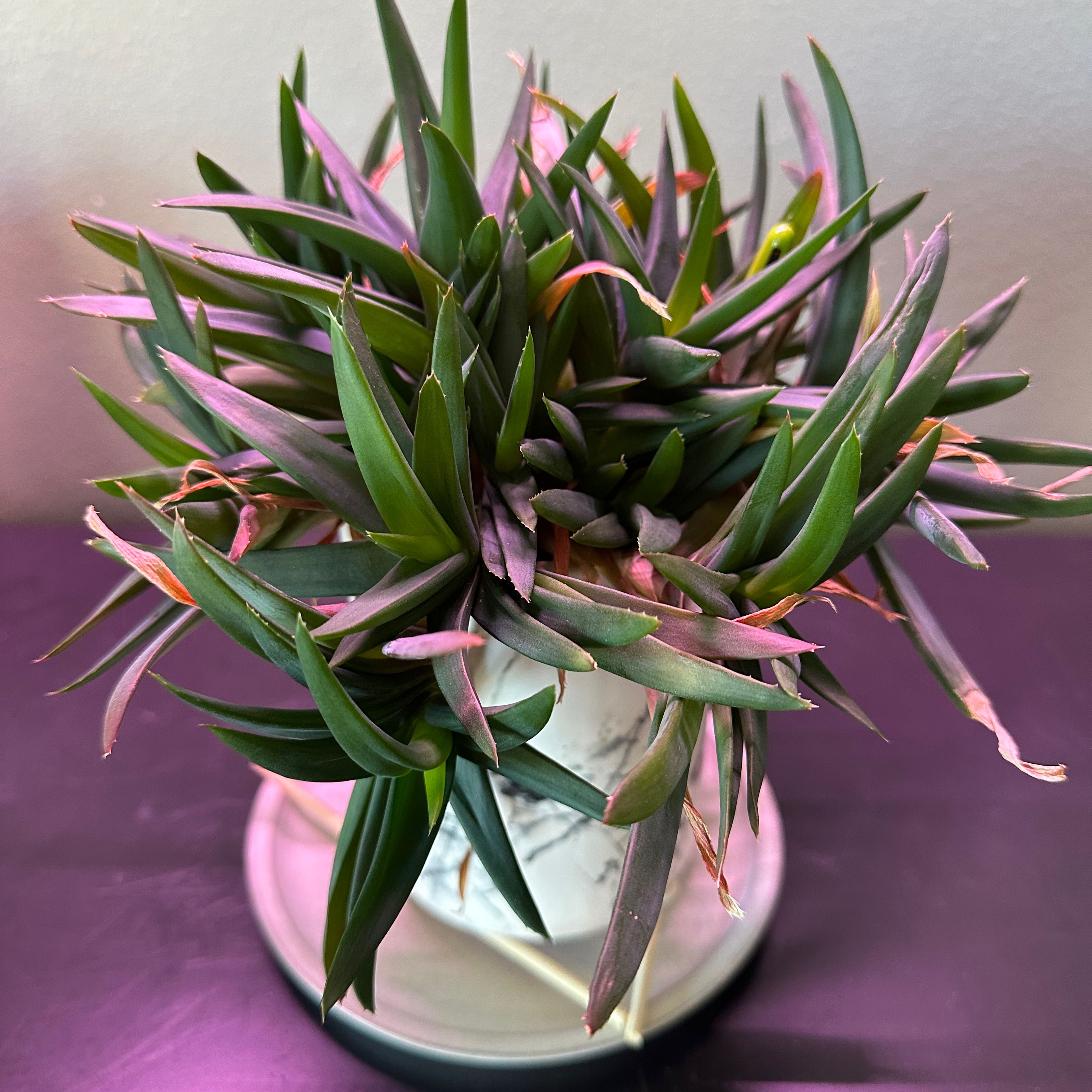 Photo of the plant species Three O'Clock by @dochypermoose named Winston on Greg, the plant care app
