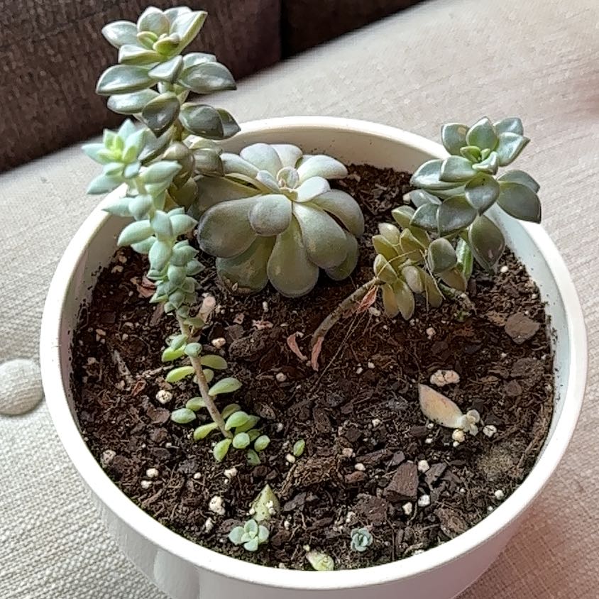 Potted Echeveria 'Morning Beauty' plant with multiple stems and visible soil.