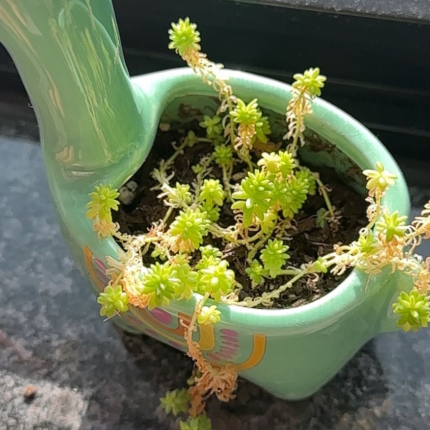 Goldmoss Stonecrop plant in a decorative pot with some browning stems.