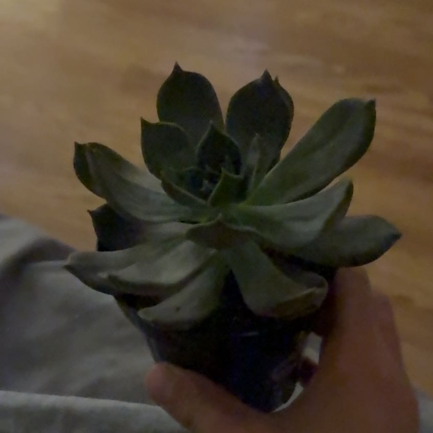 Photo of the plant species Echeveria 'Marrom' by @ProudlyPuka95 named Mando on Greg, the plant care app