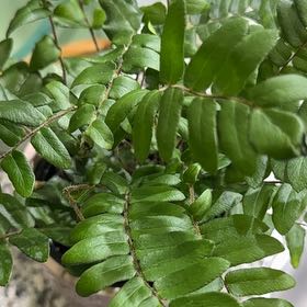 Photo of the plant species Sickle Fern by @MightyPetunia92 named Hemingway on Greg, the plant care app
