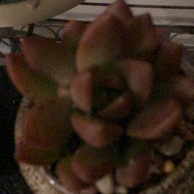 Photo of the plant species Pinkhead Smartweed by @HipChosmo65 named Apollo on Greg, the plant care app