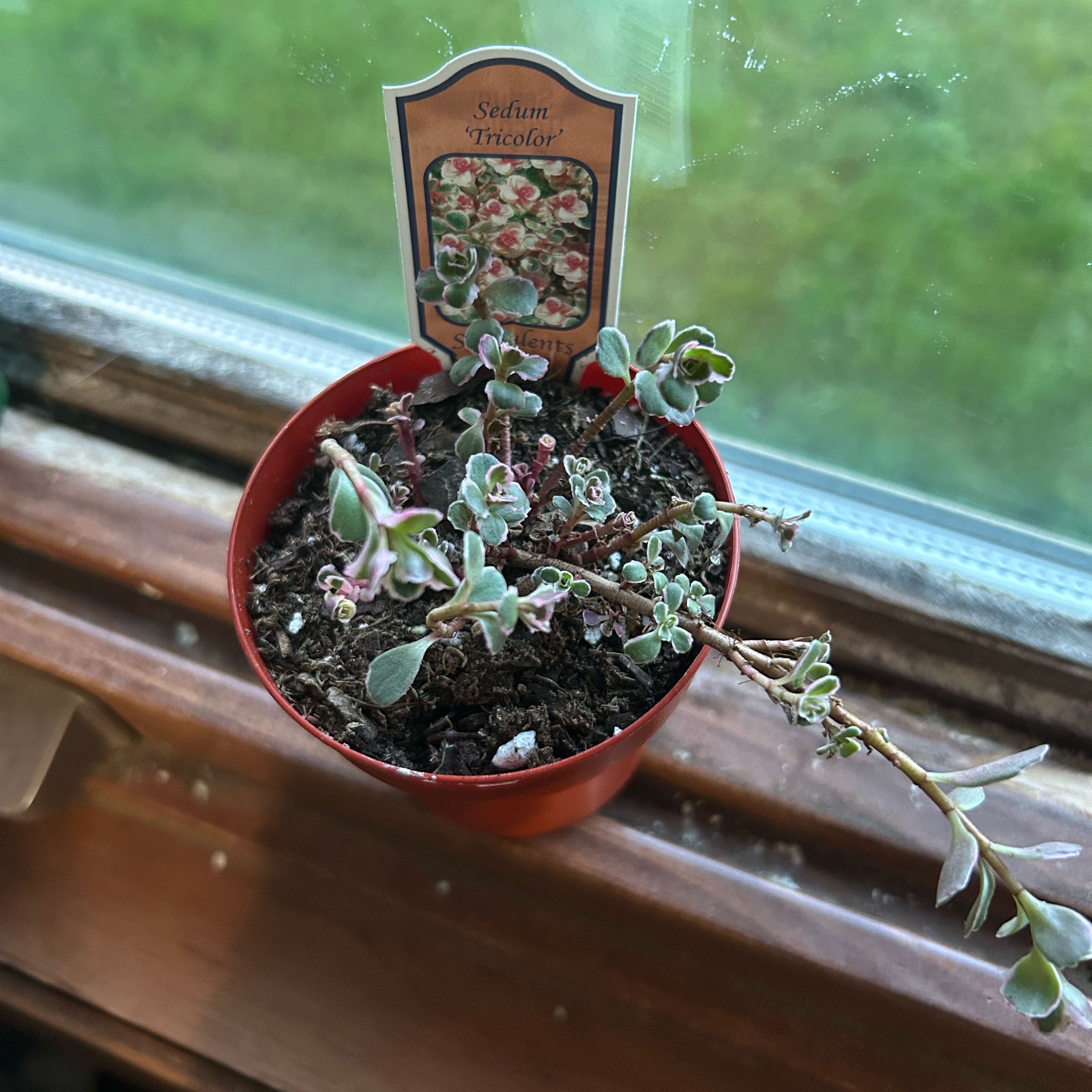 Photo of the plant species Caucasin stonecrop by @Abejitas.garden named Rajesh on Greg, the plant care app