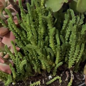 Photo of the plant species Mossy Stonecrop by @UniquelyRose64 named Taylor Swift on Greg, the plant care app