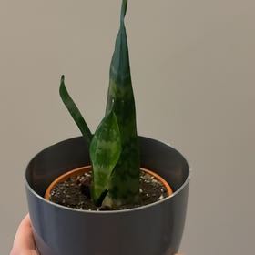 Photo of the plant species Dwarf Sansevieria by @YeveAvocado72 named Бронзобород on Greg, the plant care app