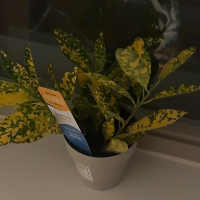 Photo of the plant species Golden Croton by @DeanWorm3 named Zaylani on Greg, the plant care app
