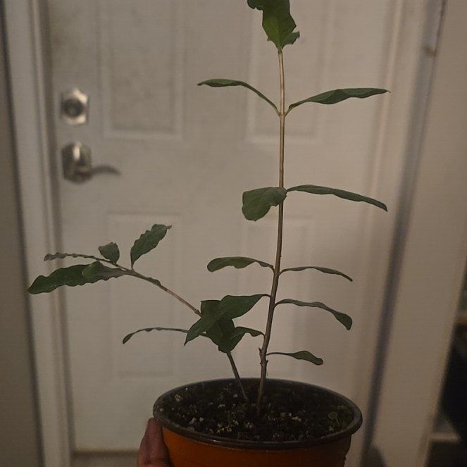 Photo of the plant species Red Russian Pomegranate by @AjaVegan1984 named Orwell on Greg, the plant care app