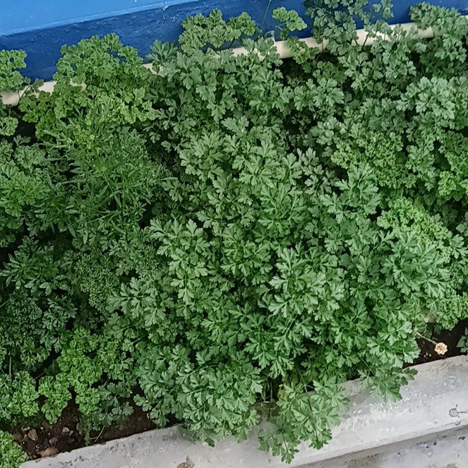 Photo of the plant species Water Dropwort by @JuicyTarbush61 named Eva on Greg, the plant care app