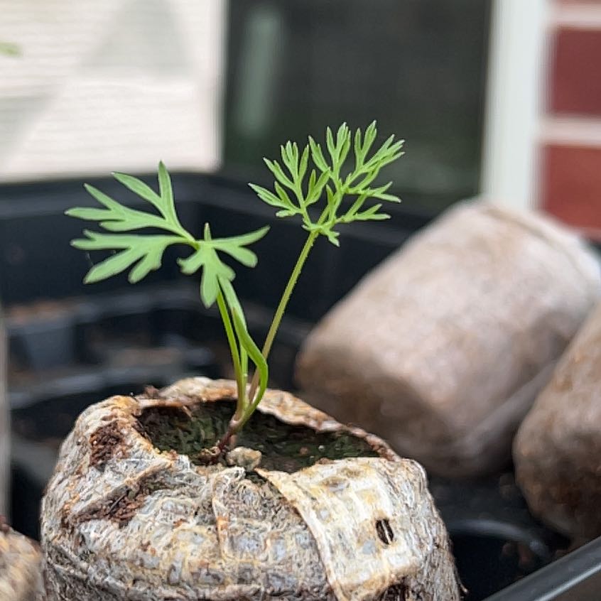 Photo of the plant species Heirloom Danvers Carrot by @FunSandsedge61 named Messi on Greg, the plant care app
