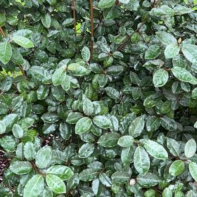 Photo of the plant species Thorny Olive by @FunSandsedge61 named Austen on Greg, the plant care app