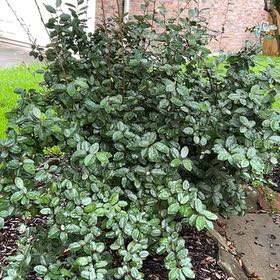 Photo of the plant species Thorny Olive by @FunSandsedge61 named Terra on Greg, the plant care app