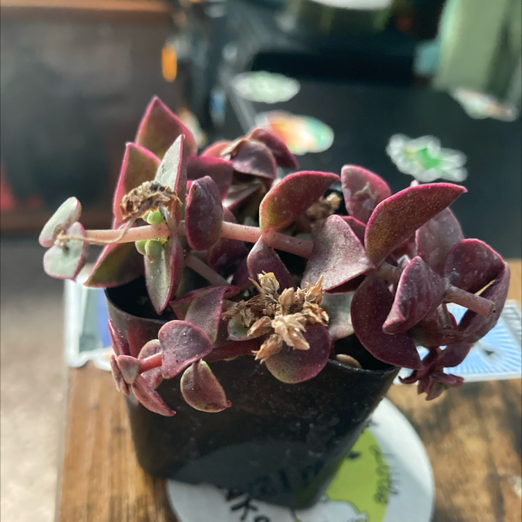 Calico Kitten plant in a small pot with green and purple leaves and some dried flowers.