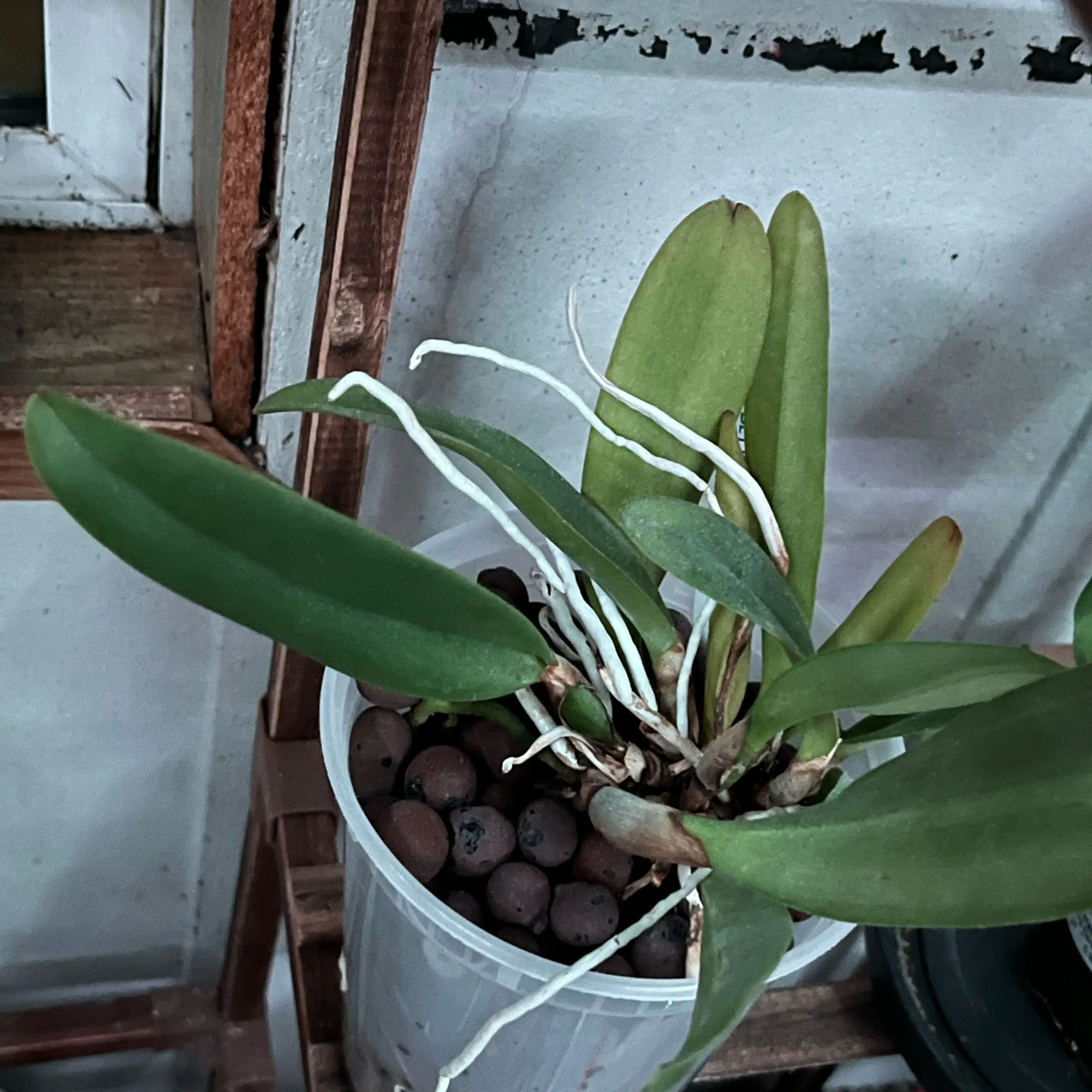 Photo of the plant species Cattleya Orchid by @PrincessCami named Queen of Orchids on Greg, the plant care app