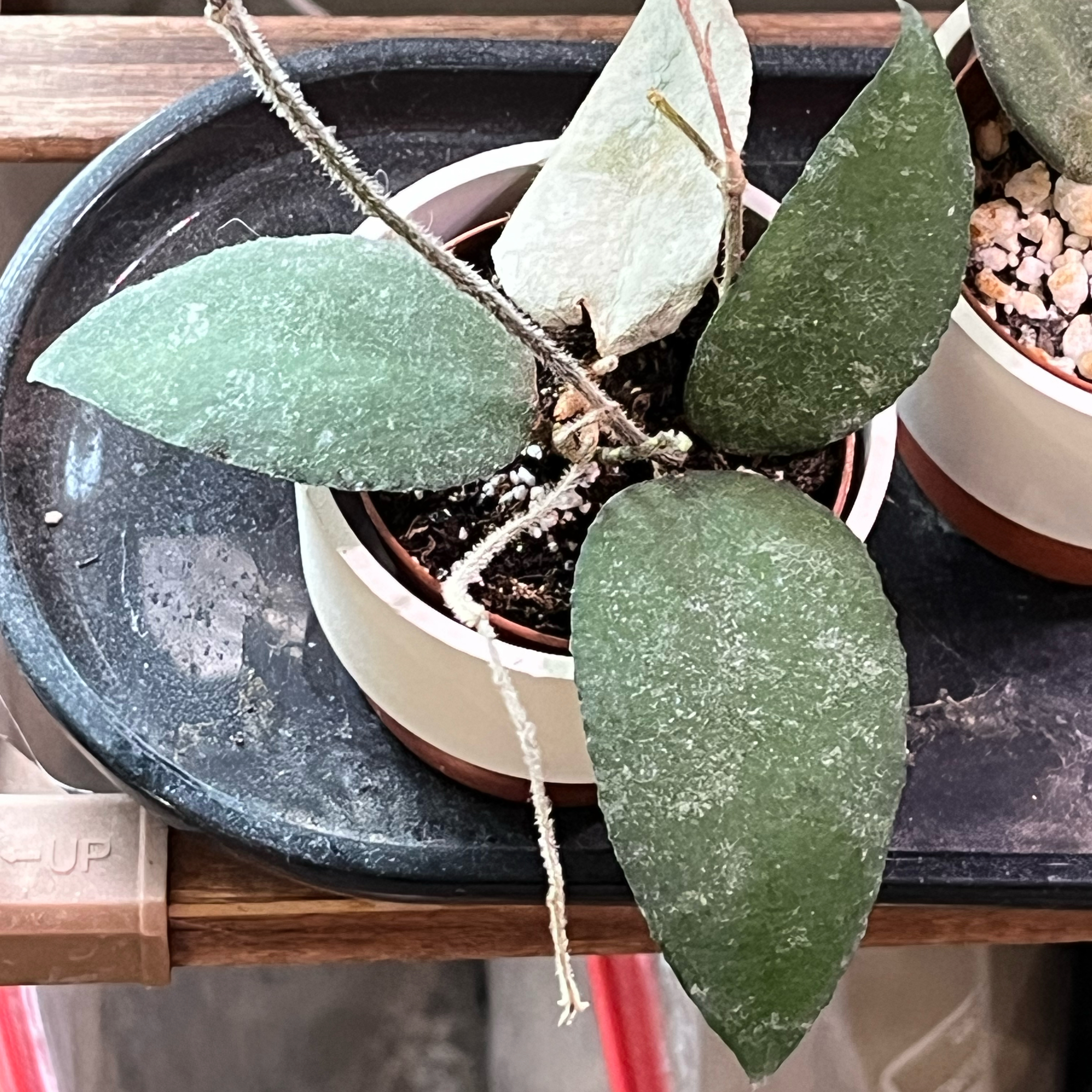 Photo of the plant species Hoya caudata Sumatra by @PrincessCami named Cat on Greg, the plant care app