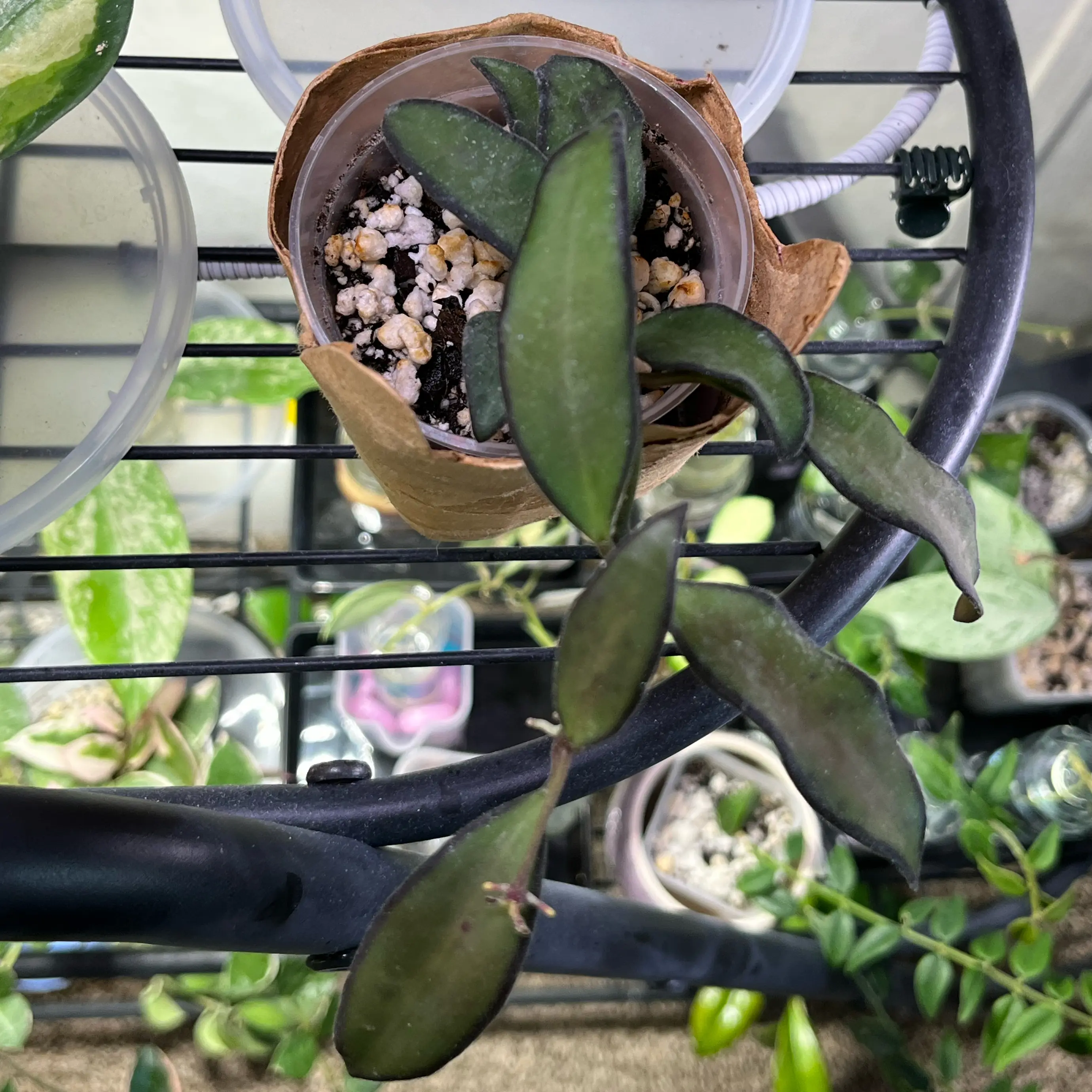 Photo of the plant species Hota Rosita by @PrincessCami named Rosa on Greg, the plant care app