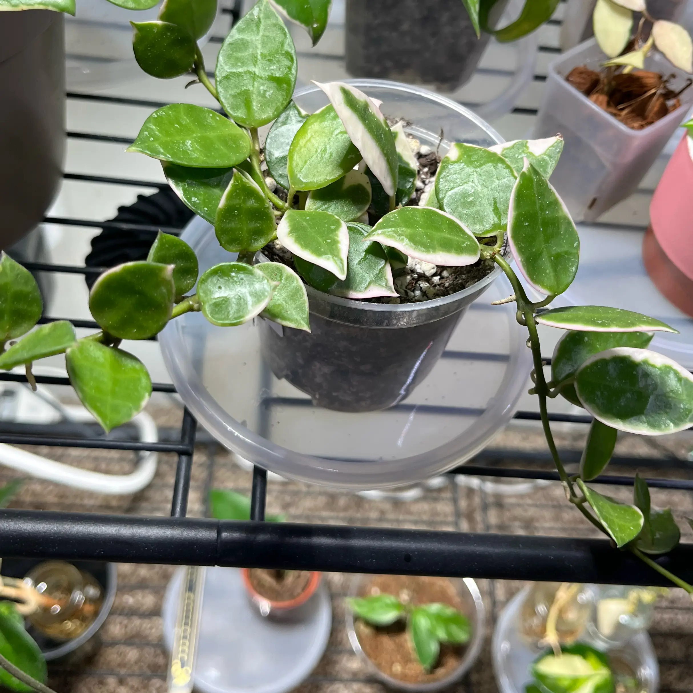 Photo of the plant species Hoya lacunosa ‘Asami’ (cCone 2) by @PrincessCami named Azami on Greg, the plant care app
