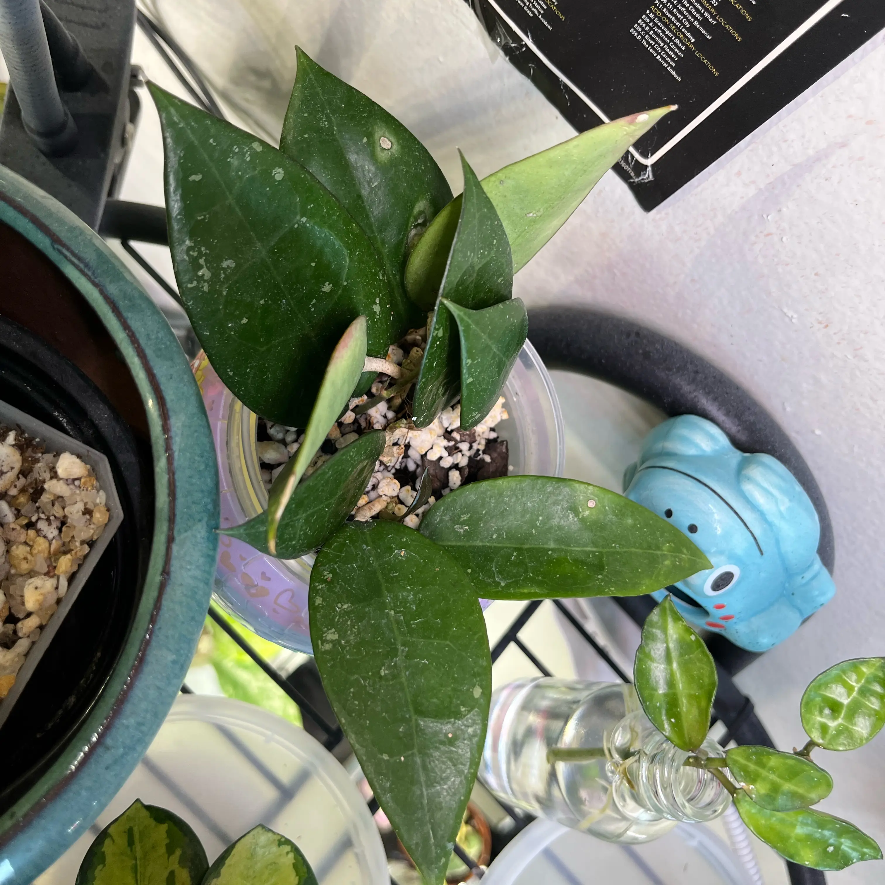 Photo of the plant species Black Margin Hoya Parasitica by @PrincessCami named Stella on Greg, the plant care app