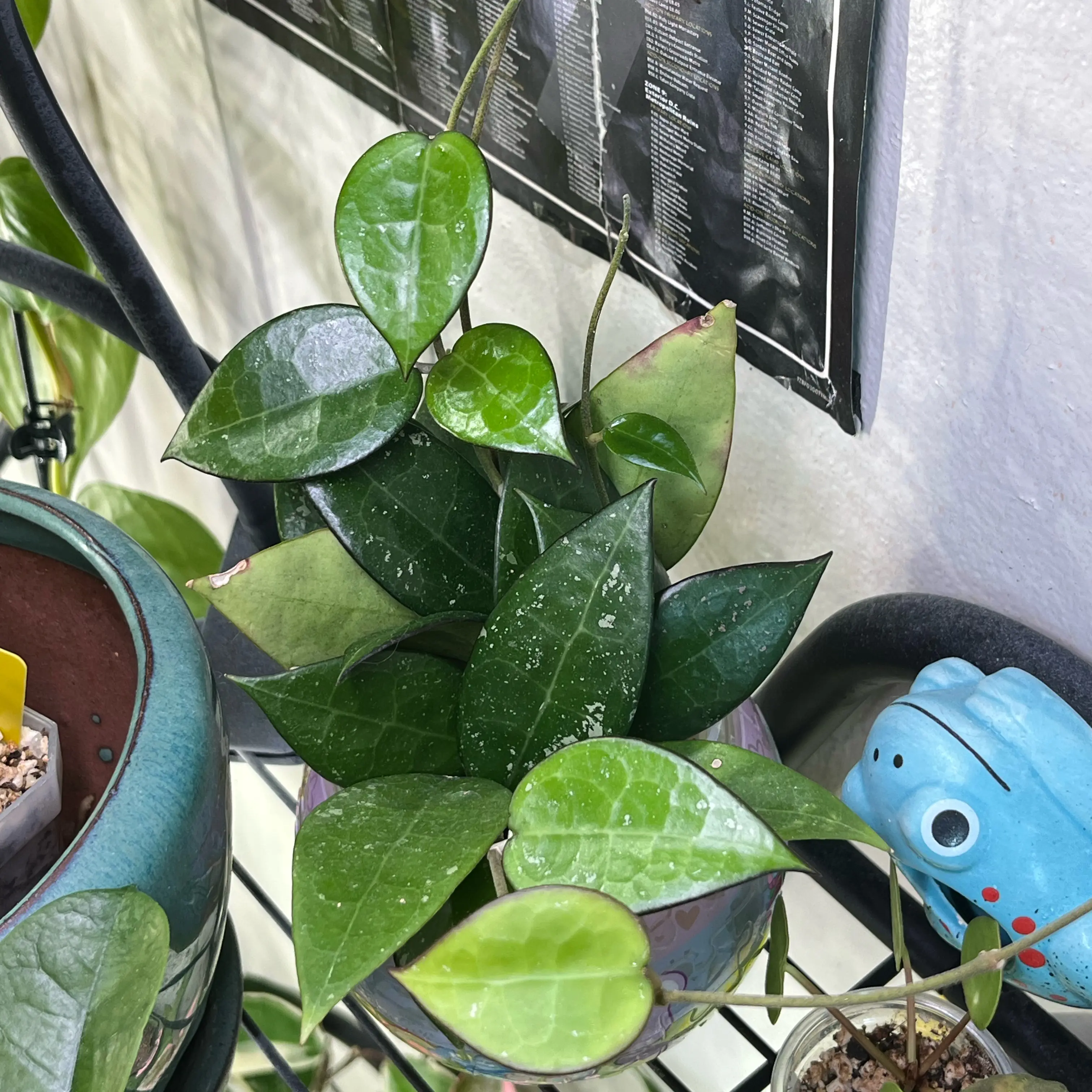 Photo of the plant species Black Margin Hoya Parasitica by @PrincessCami named Stella on Greg, the plant care app