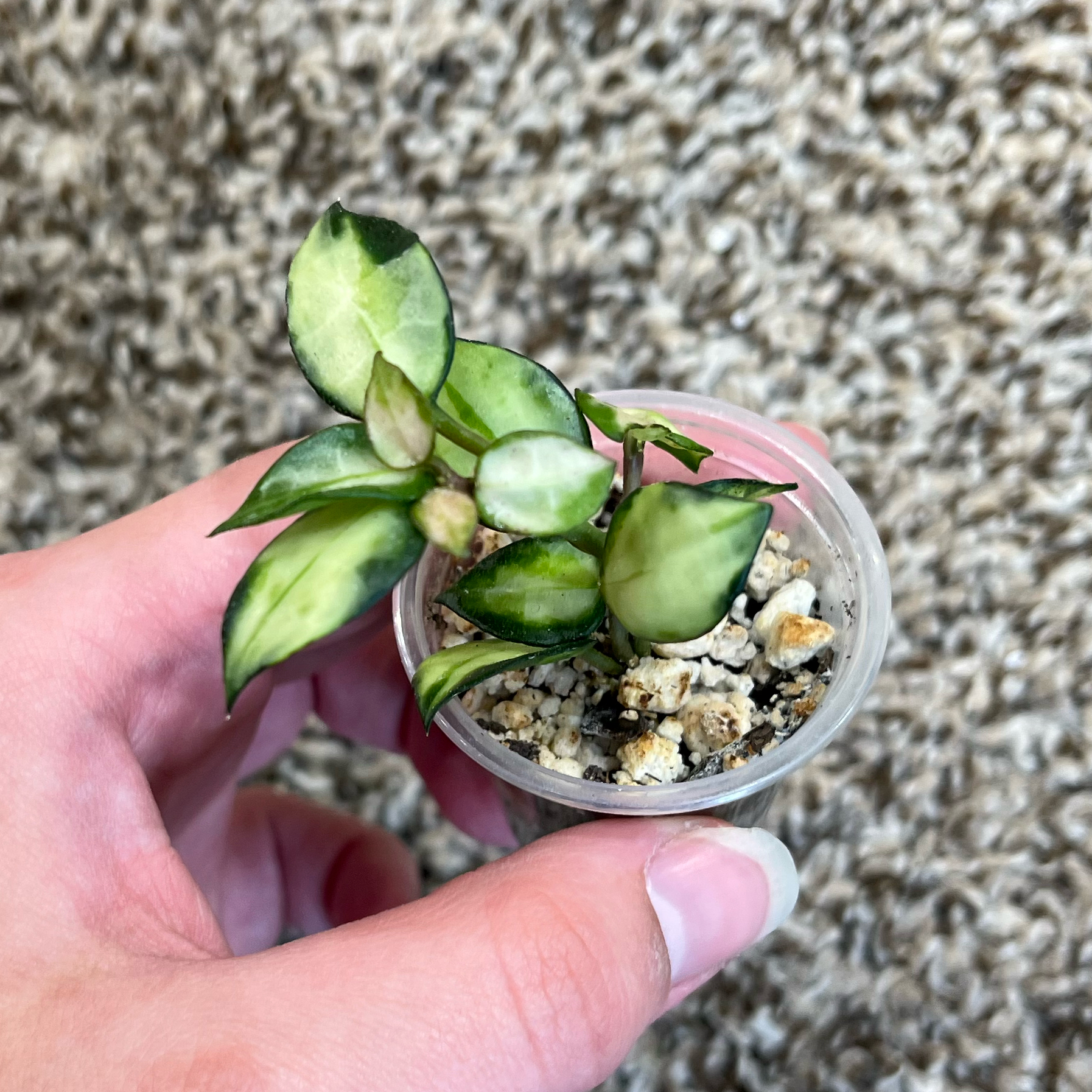 Photo of the plant species Hoya lacunosa ‘Bruno Tricolor' by @PrincessCami named Tsuyashima on Greg, the plant care app