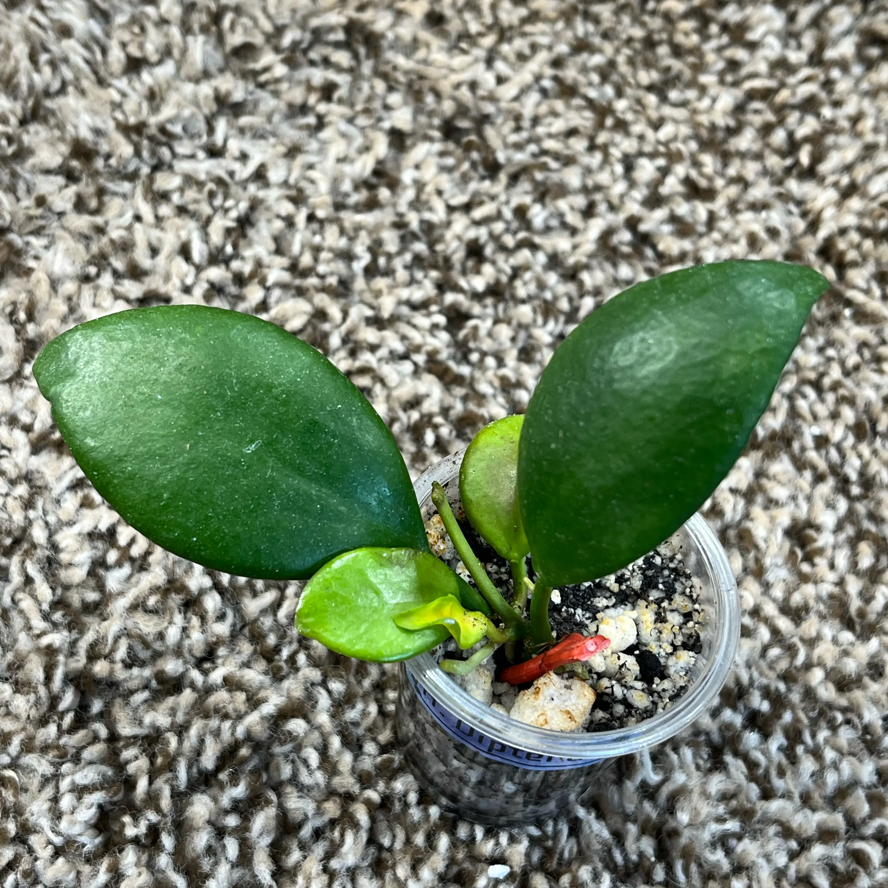 Photo of the plant species Hoya diptera by @PrincessCami named Harry on Greg, the plant care app