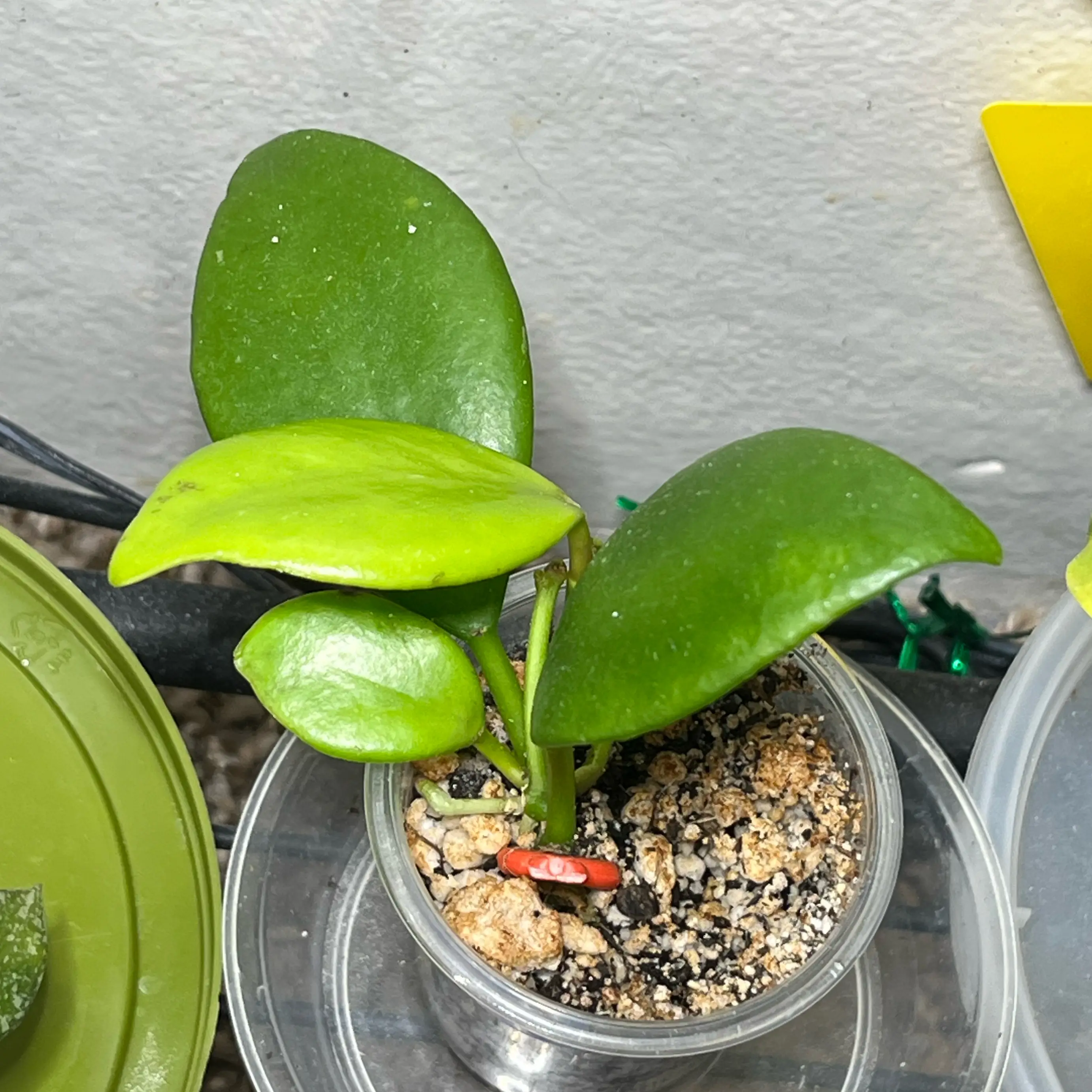 Photo of the plant species Hoya diptera by @PrincessCami named Harry on Greg, the plant care app