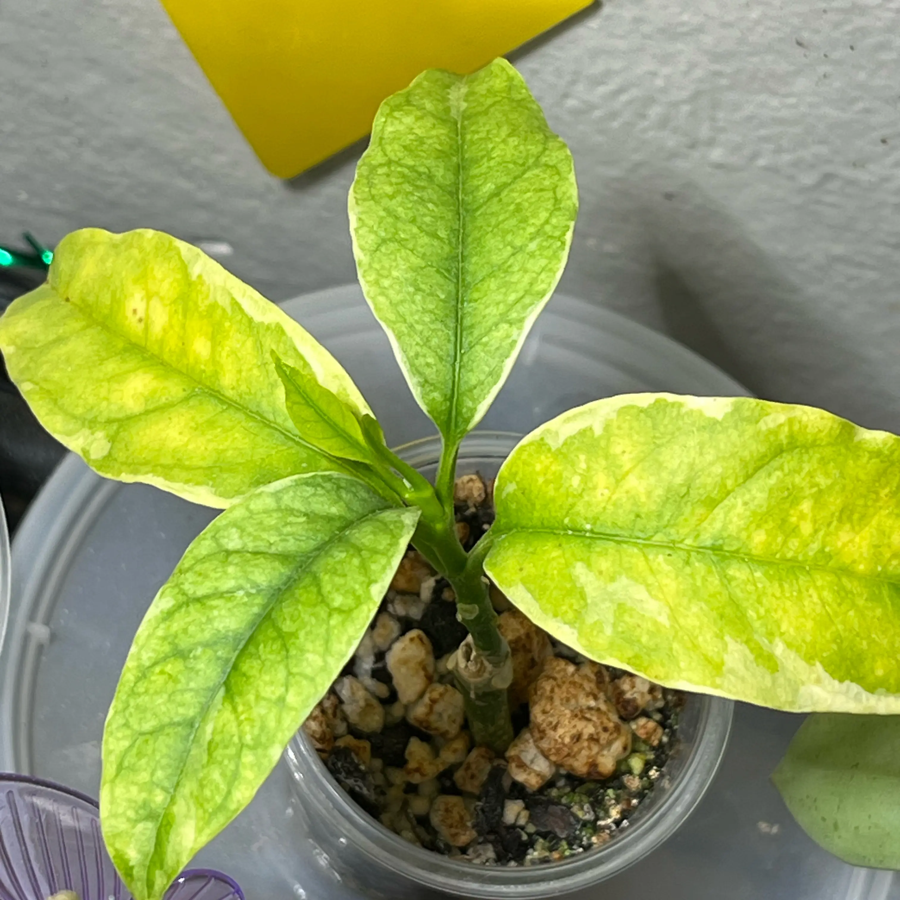 Photo of the plant species Hoya multiflora 'Outer Variegated' by @PrincessCami named Hoshi on Greg, the plant care app