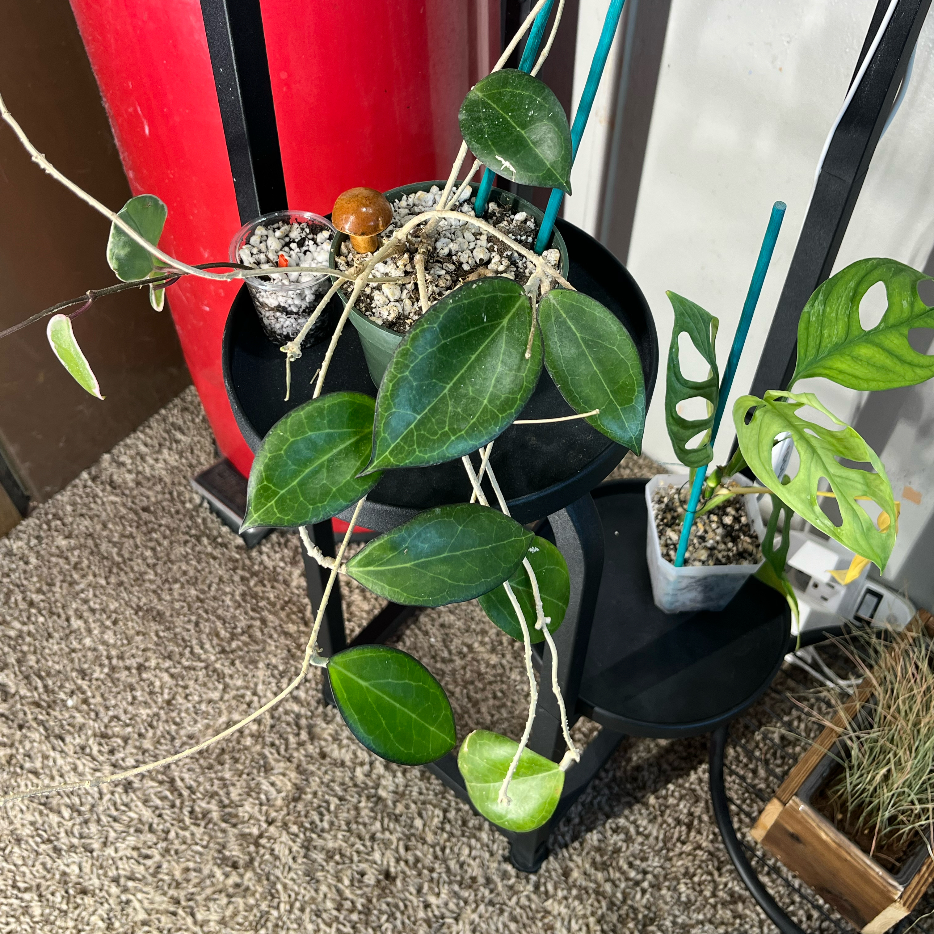 Photo of the plant species Hoya fitchii by @PrincessCami named Spaghetti on Greg, the plant care app