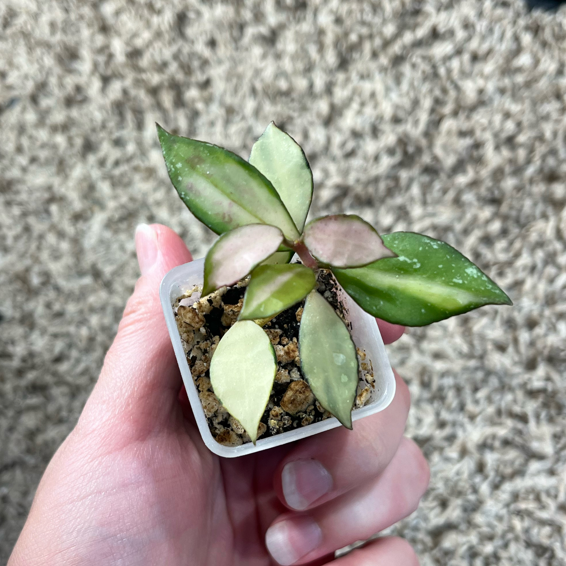Photo of the plant species Hoya lacunosa 'Souma' by @PrincessCami named Koyo on Greg, the plant care app