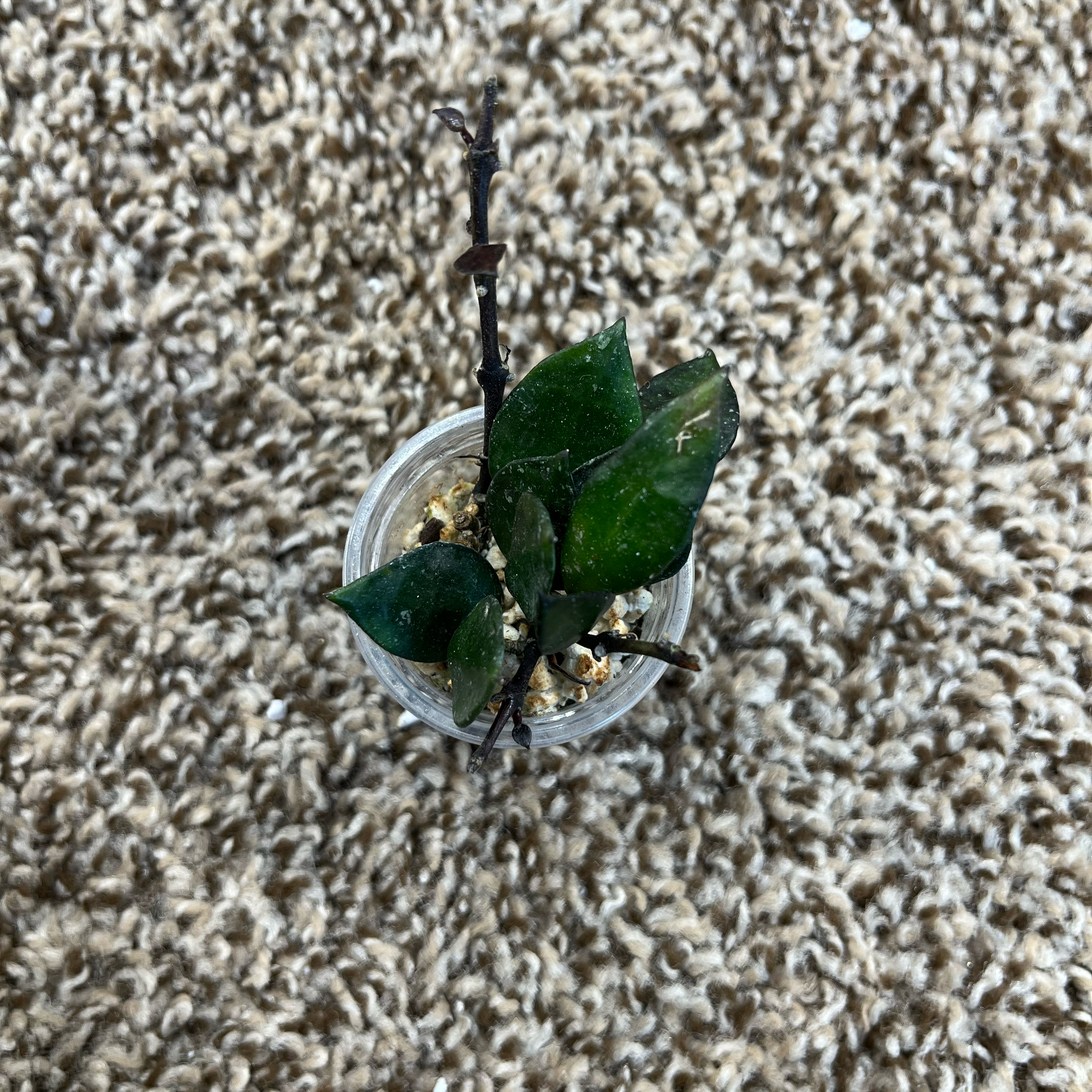 Photo of the plant species Hoya krohniana black by @PrincessCami named Crown Royal on Greg, the plant care app