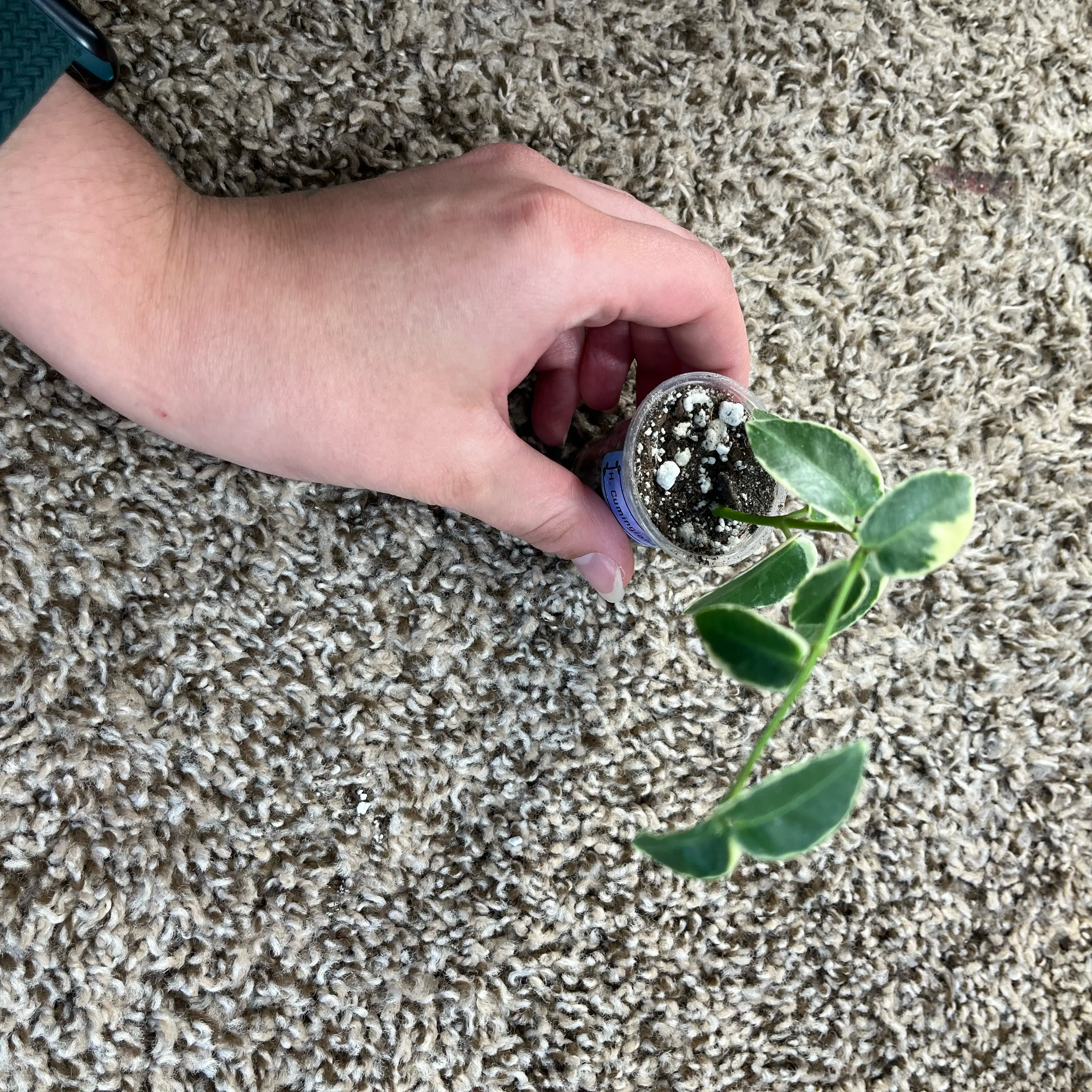 Photo of the plant species Variegated Hoya cumingiana by @PrincessCami named Big Chungus Albino on Greg, the plant care app