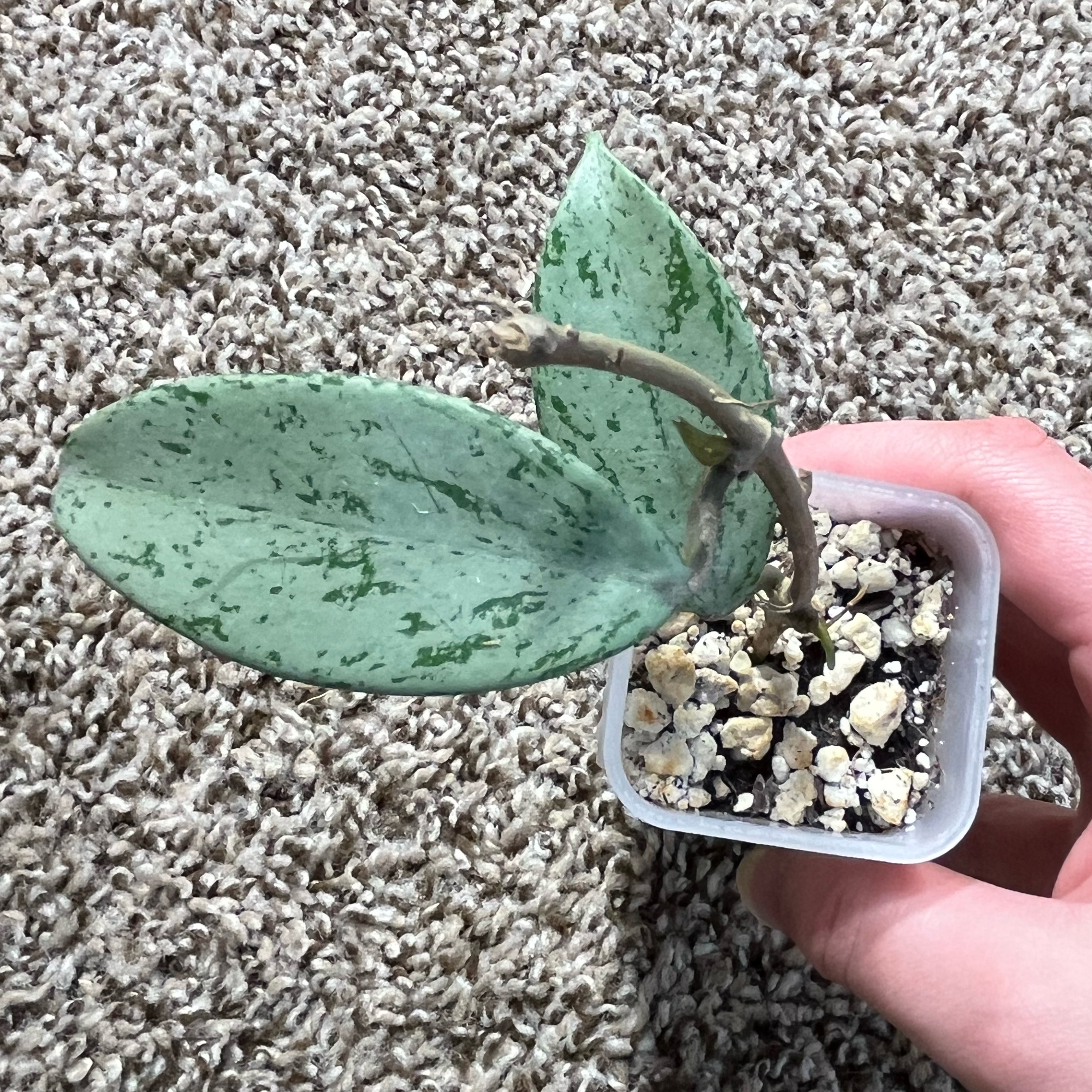 Photo of the plant species Hoya publicalyx 'Pink Silver Ghost' by @PrincessCami named Boo on Greg, the plant care app