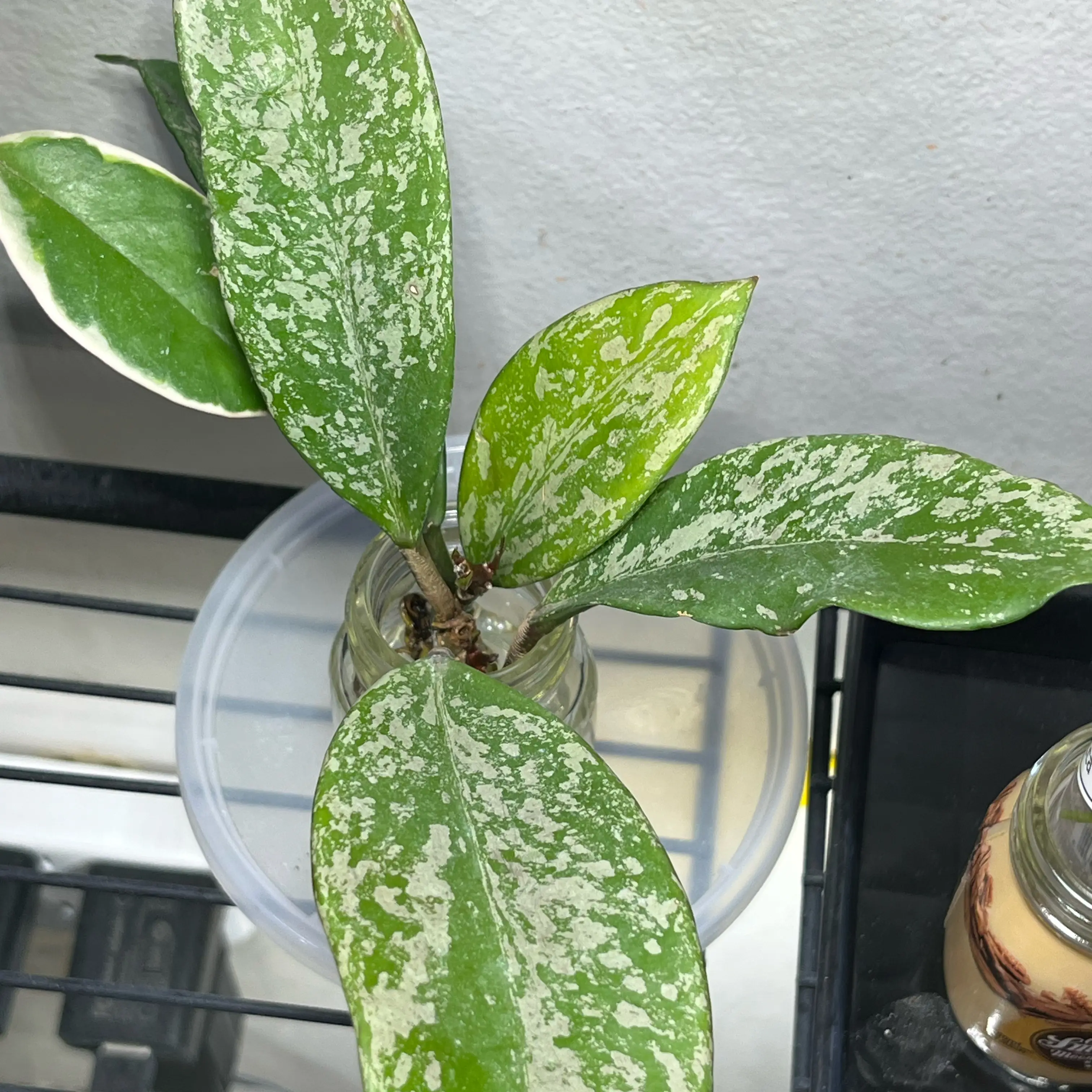 Photo of the plant species Pink Silver Pubicalyx by @PrincessCami named Shiromi on Greg, the plant care app