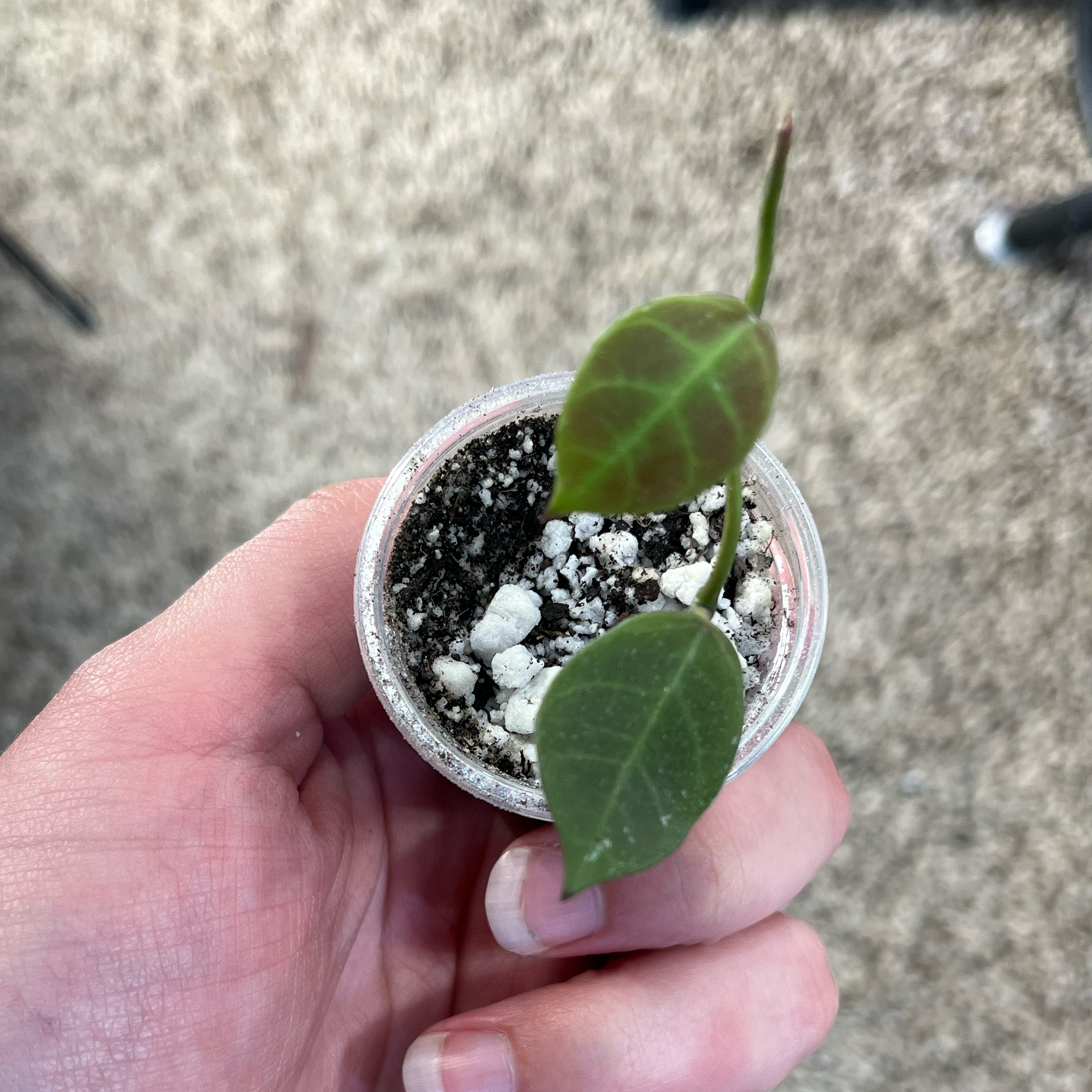 Photo of the plant species Hoya 'Rebecca' by @PrincessCami named Dax on Greg, the plant care app