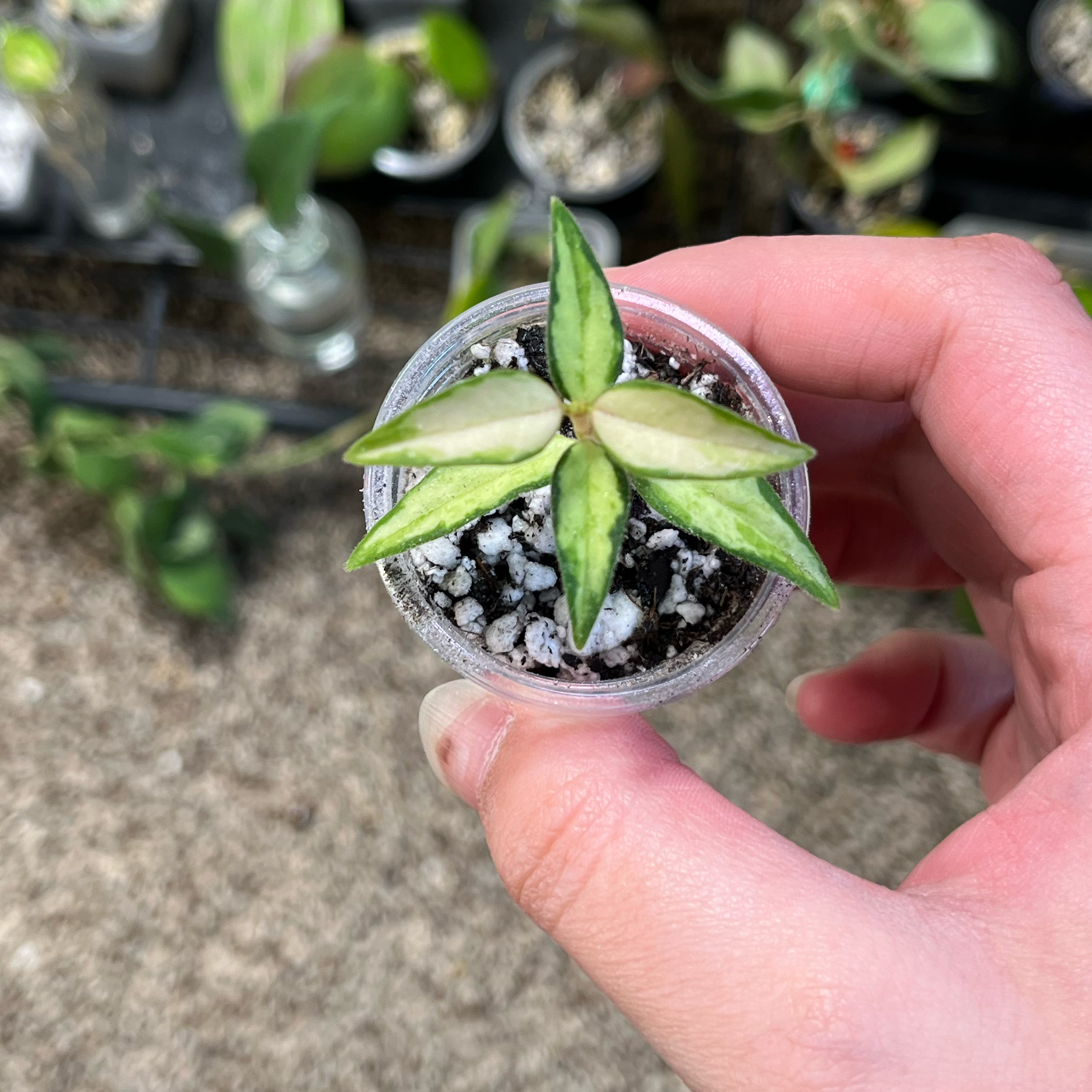 Photo of the plant species Hoya Bella Luis Bois by @PrincessCami named Walt on Greg, the plant care app