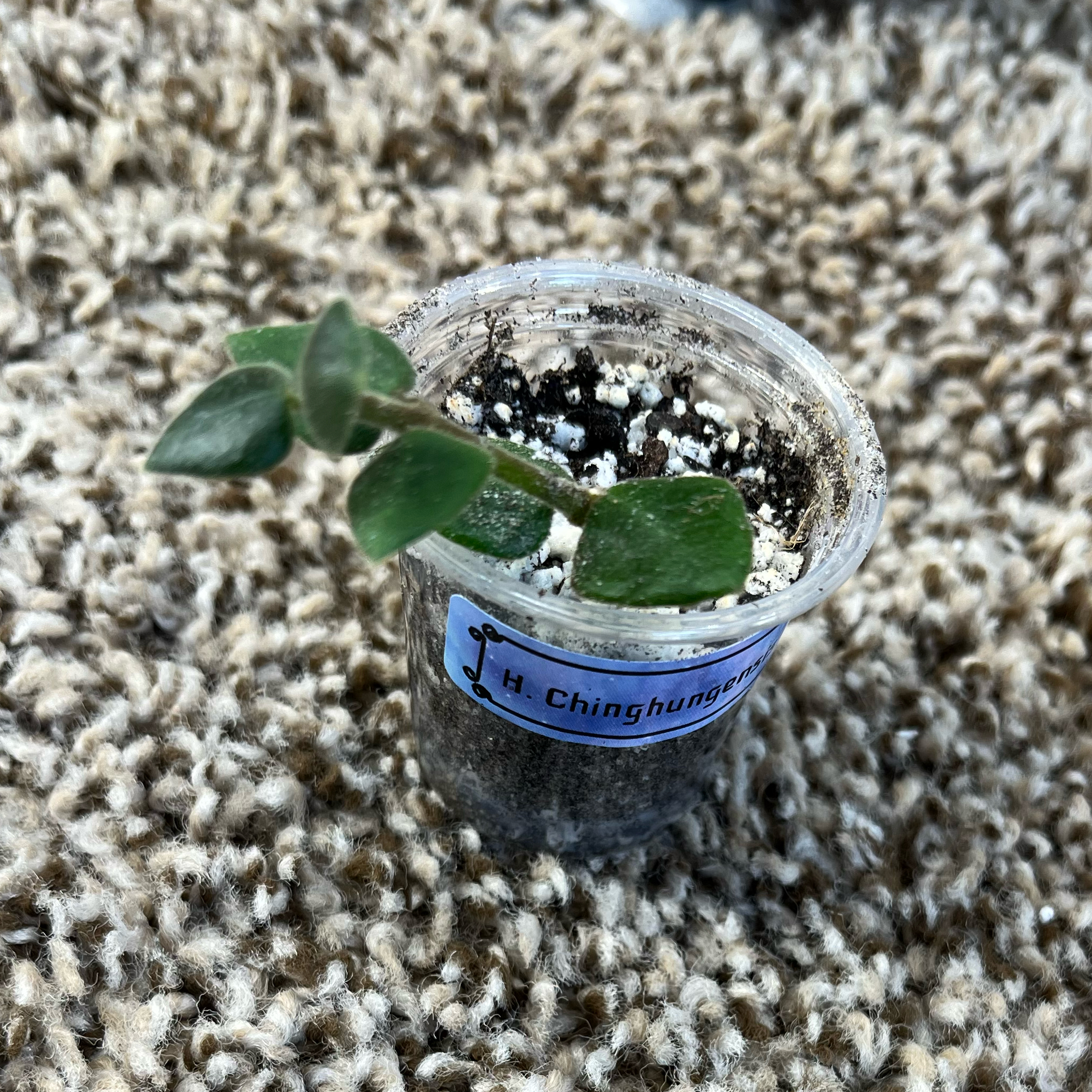 Photo of the plant species Hoya Chinghungensis by @PrincessCami named Little chungus on Greg, the plant care app