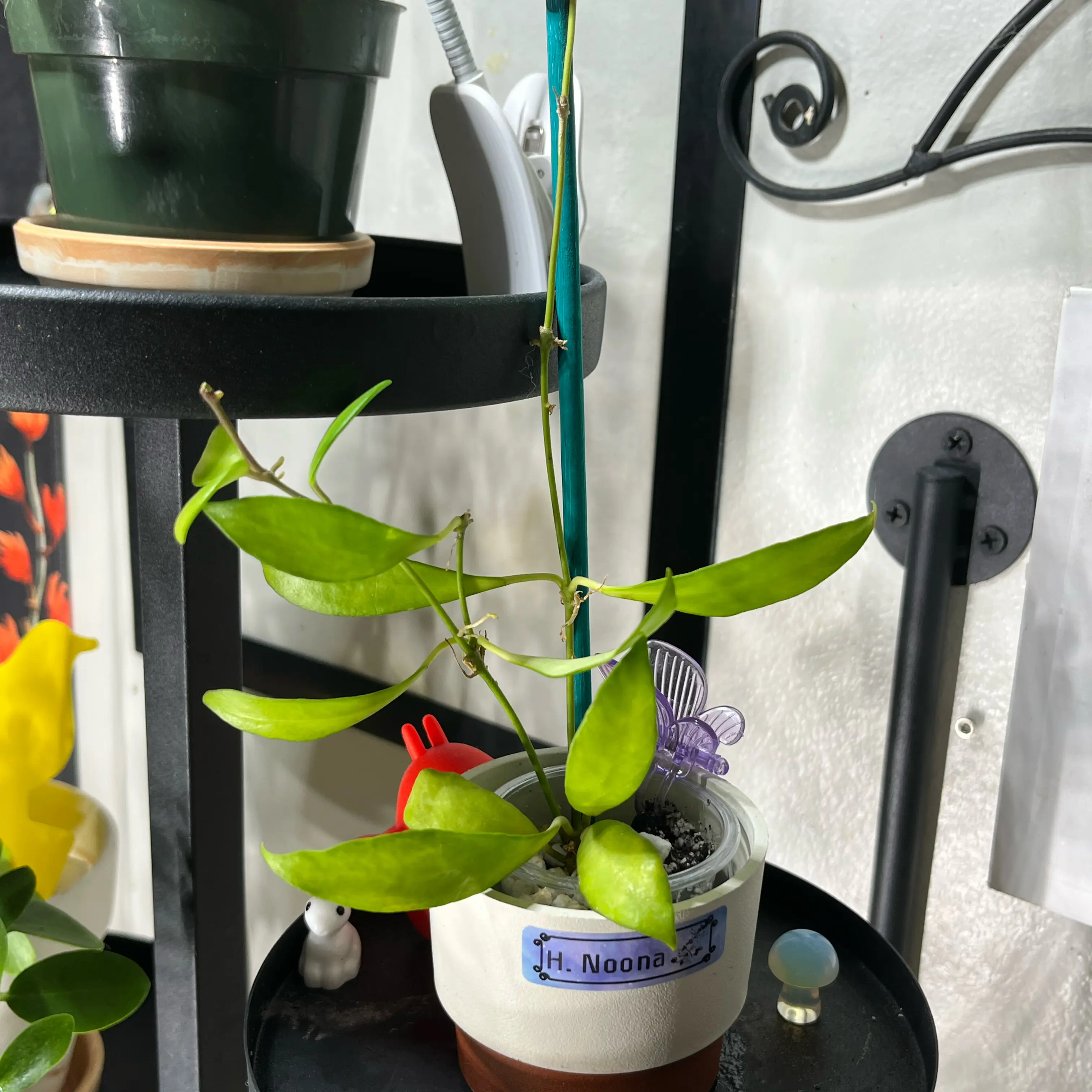 Photo of the plant species Hoya Noona by @PrincessCami named Peter Parker on Greg, the plant care app
