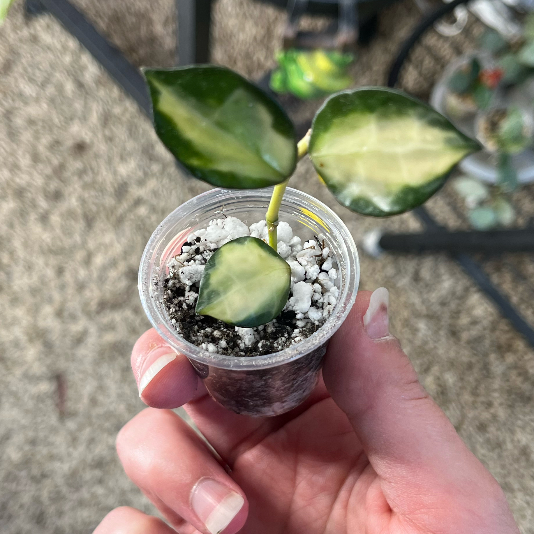 Photo of the plant species Hoya lacunosa 'Queen Midori' by @PrincessCami named Einstein on Greg, the plant care app